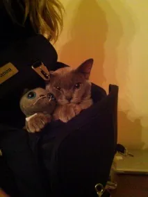свого