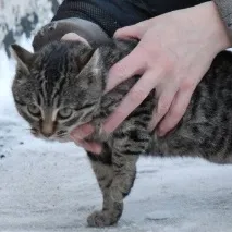 котка