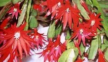 Кактуси декабристи, хвороби та шкідники, шлумбергер, фото, липсалідопсис, опадання сегментів хвороби