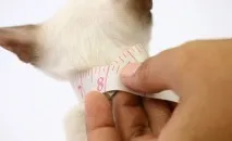 Як пошити плащ-костюм для кішки, Навколо кота навколо