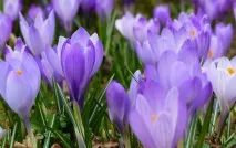 Як українці зустрічають весну Фоторепортаж із Instagram зустрічають