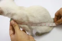 Як пошити плащ-костюм для кішки, Навколо кота навколо