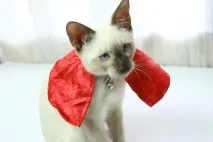 Як пошити плащ-костюм для кішки, Навколо кота кішки