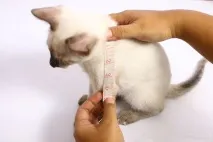 Як пошити плащ-костюм для кішки, Навколо кота навколо