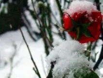 Як укрити троянди на зиму на Уралі зиму