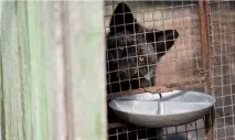 Як у Білгородській області вирощували чорнобурку білгородській