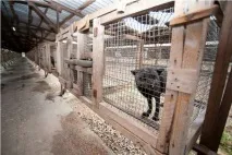 Як у Білгородській області вирощували чорнобурку вирощували
