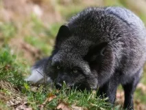 Як у Білгородській області вирощували чорнобурку області