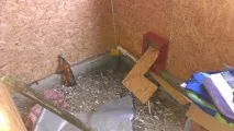 Каркасне будівництво або як ми добудовували ванну та передпокій (Багато фото), Зроби Сам добудовували