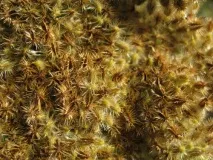 Як замочувати насіння моркви перед посадкою, Садівництво24 садівництво24