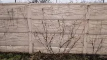 Клематис піїлу посадка та догляд, опис піїлу