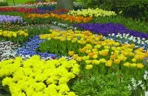 Кекенхоф - сад цибулинних квітів цибулинних