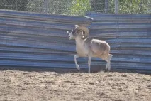 аргалі