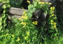 Клематис посадка, догляд, обрізка, зимівля посадка