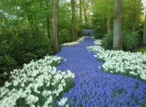 Кекенхоф - сад цибулинних квітів квітів