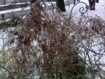 Клематис піїлу посадка та догляд, опис клематис