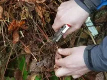 Клематис піїлу посадка та догляд, опис піїлу