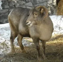 аргалі