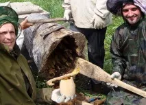 Колодне бджільництво для початківців бджільництва