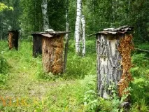 Колодне бджільництво для початківців початківців