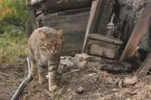 Кішка хоче грати Від чого залежить грайливість кішки або до чого важко розважити розумну дорослу кішка