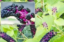 Кущ з ягодами схожими на ожину ягодами