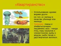 Квартиранство - Презентація 149700-12 презентація
