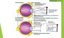 Лікування міопії у дітей Лікування дитини - дитячі хвороби, консультації, досвід лікування