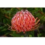 Leucospermum glabrum (Леукоспермум голий) - Інтернет-магазин - Світ Тропіків Будинки glabrum
