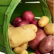 Кращі сорти картоплі для Уралу уралу