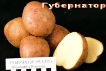 Кращі сорти картоплі для Уралу сорти