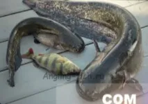 Лов сома на перемет техніка та тактика тактика
