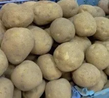 Кращі сорти картоплі для Уралу кращі