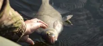 Ловля ляща на фідер навесні та влітку - оснастка, наживки, відео, FishingSib фідер
