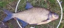 Ловля ляща на фідер навесні та влітку - оснастка, наживки, відео, FishingSib влітку