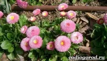 Маргаритки квіти маргаритки
