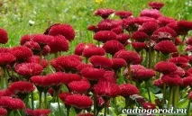 Маргаритки квіти квіти