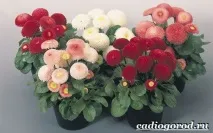Маргаритки квіти маргариток