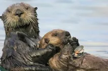 Кохання та ласка на фото ласка