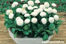 Маргаритки квіти квіти