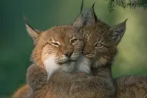Кохання та ласка на фото кохання
