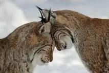 Кохання та ласка на фото ласка