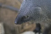 Мангуст - Джерело Гарного Настрою джерело