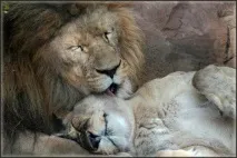 Кохання та ласка на фото ласка