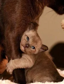 Кохання та ласка на фото фото