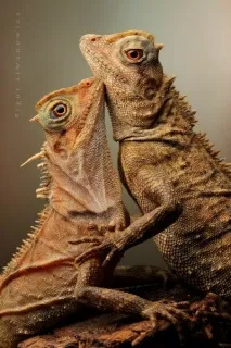 Кохання та ласка на фото кохання