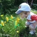 Майстер-клас з виготовлення лебедів із шишок з використанням синельного дроту. шишок