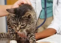 Мікоплазмоз у котів недуги