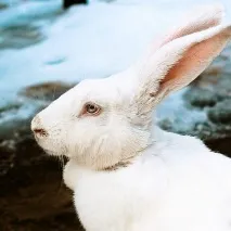 Молодняк кроликів зміст, догляд зміст