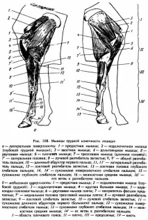 мускули